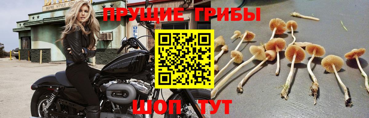 Псилоцибиновые грибы MAGIC MUSHROOMS  Вход с VPN  Омск 